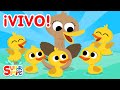 🔴 ¡Canciones de Super Simple en VIVO! | Canciones Infantiles