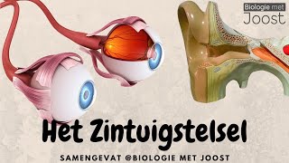 Het zintuigstelsel | Samenvatting