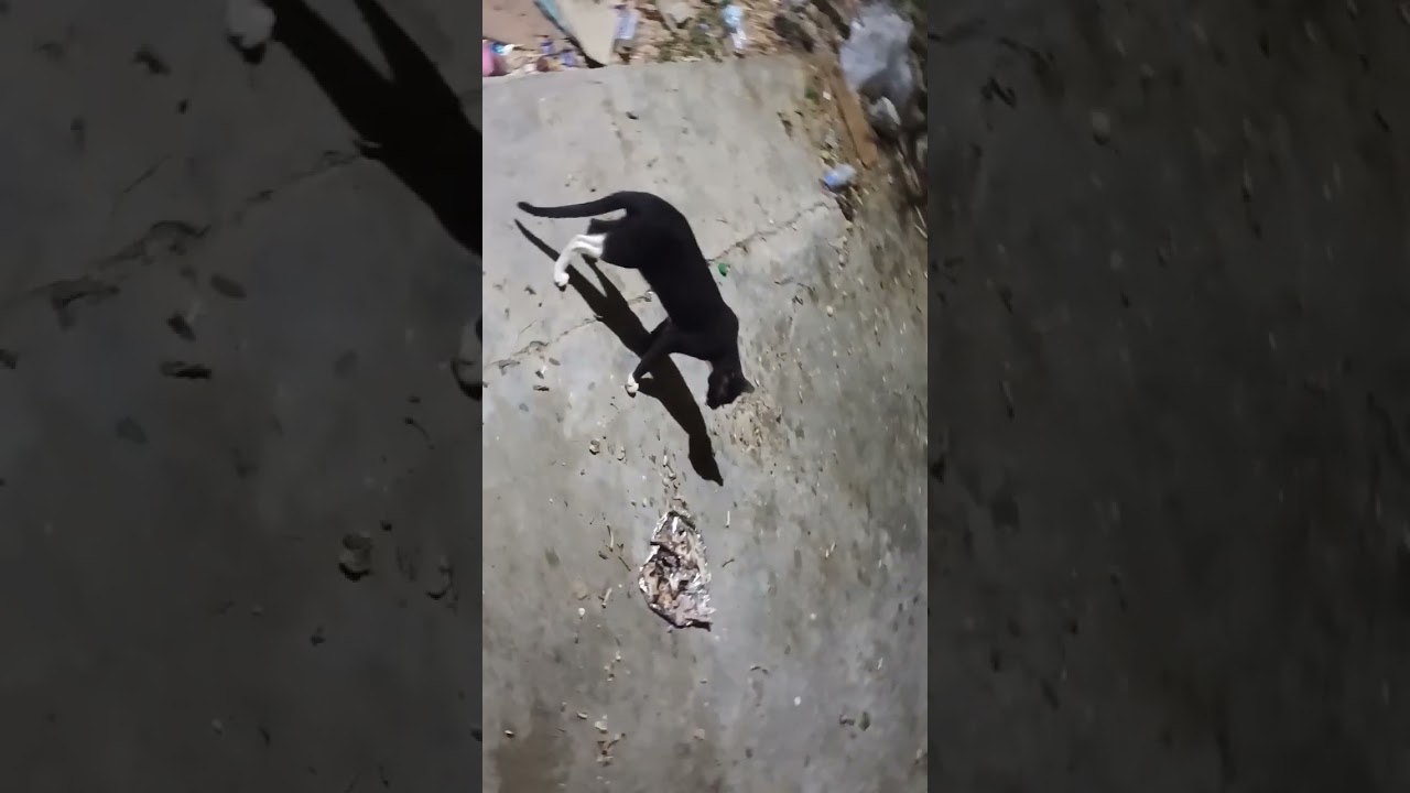 saodi Arabia video shoot video Teanding gojol 