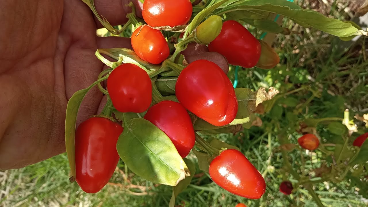 How To Get More Peppers ๐ซ๐ถ๏ธ Than You Dreamed Possible ๐ฑ - YouTube