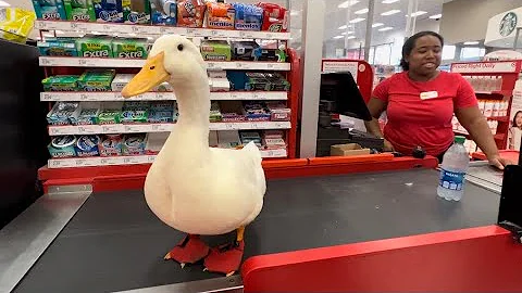 I took my duck to Target