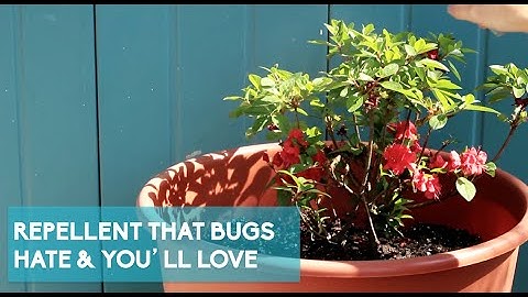 Five All-Natural Homemade Insect Repellents