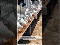 White King Pigeon Farming 🕊️🤍 | Massive Farm Setup!#WhiteKingPigeon #PigeonFarming #PigeonFarm