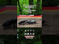 ホペイオオクワガタ ルナミリティ vs オオクワガタ 般若 #昆虫バトル #クワガタ #昆虫