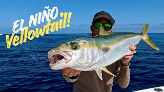 El Niño Yellowtail Fishing with Surprise Dorado!
