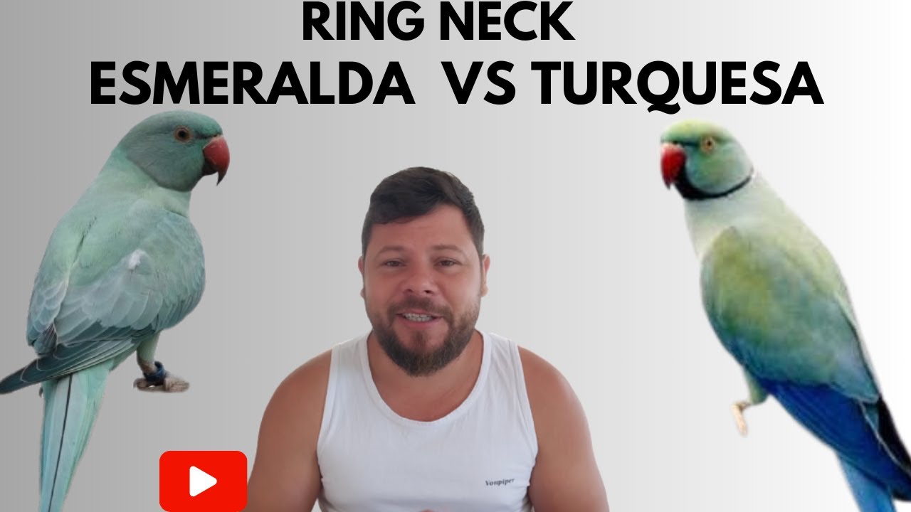 MUTAÇÃO ESMERALDA VS TURQUESA