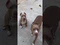 #americanbully #shorts #youtubeshorts