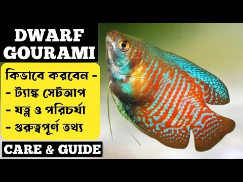 How To Feed Gourami Fish