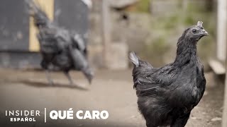 Por qué los pollos Ayam Cemani son tan caros | Qué caro | Insider Business