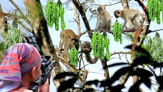 KUMPULAN KERA HABISKAN BUAH PETAI PETANI