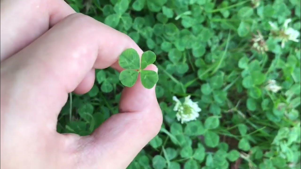 Garden Q&A: Try your luck with four-leaf clover