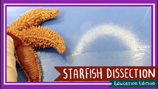 Starfish (Sea Star) Dissection || Neither Star Nor Fish [EDU]