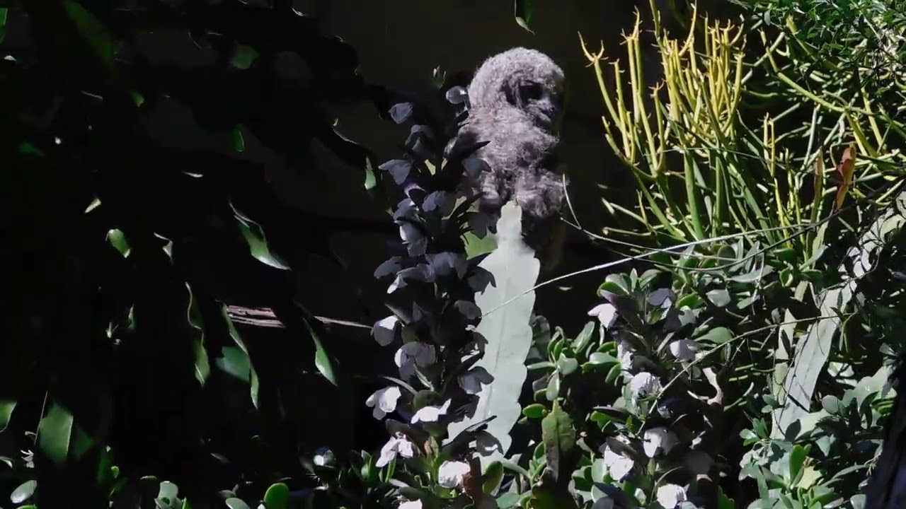First Day on the Ground Spotted Eagle Owl Fledgling Learns His New World