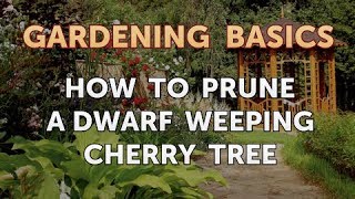 How to Prune a Dwarf Weeping Cherry Tree