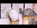 鏡の中に新たな眺めを発見してしまった猫たち