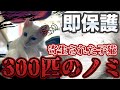 ノミ300匹！漁港近くに捨てられていた子猫。【アニマルレスキュー】白い子猫の疥癬とノミ300匹以上による皮膚病は治るのか？