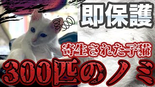 ノミ300匹！漁港近くに捨てられていた子猫。【アニマルレスキュー】白い子猫の疥癬とノミ300匹以上による皮膚病は治るのか？ by プロ アニマルレスキュー隊 31,909 views 7 months ago 11 minutes, 54 seconds