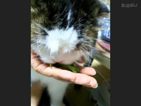 おれ、ねこ 　（出演　さんた ）