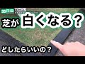 【芝生壊滅・TM9】35日目　芝生が白骨化？白くなるカビ？