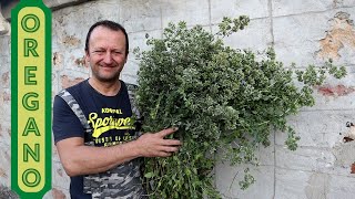 How to process your oregano ready for your kitchen - Επεξεργασία ρίγανης