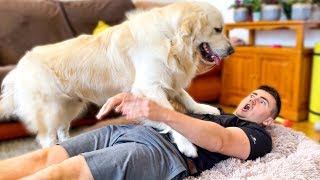 What does a Golden Retriever do when I Workout in his bed