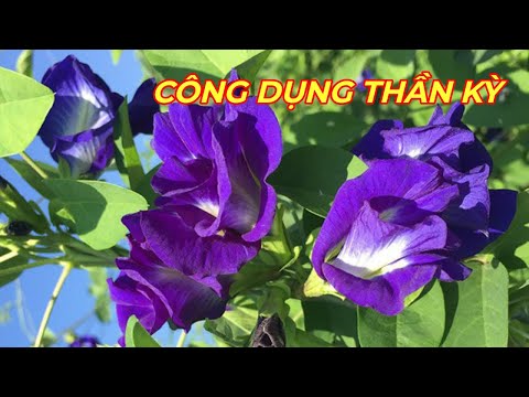 Video HOA ĐẬU BIẾC - CÔNG DỤNG TUYỆT VỜI của loài hoa đẹp,... - youtube