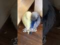 Lovebirds are so adorable!!💞 #fyp #cute #pets #lovebirds #birds