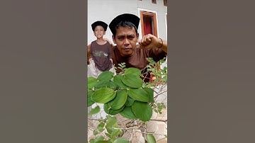 KHASIAT DAUN BIDARA YANG TERBUKTI AMPUH #diy #video #komedi #viral #video art #shorts