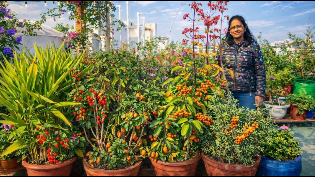 सिर्फ एक छत और 100+ औषधीय पौधे! हर रोग का देसी इलाज, चमत्कारी छत गार्डन! 100+ औषधीय Medicinal Plants