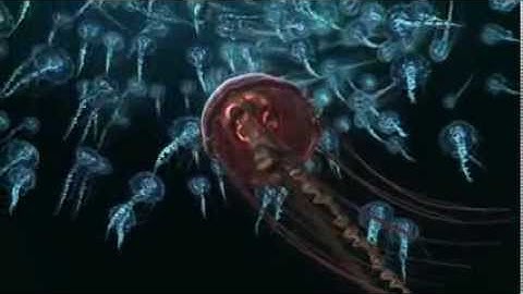 Jellyfish Animation project 2013