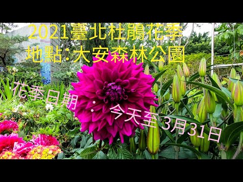 臺北杜鵑花季今天開跑了 賞花日期：2021/03/14 - 03/31 地點：大安森林公園