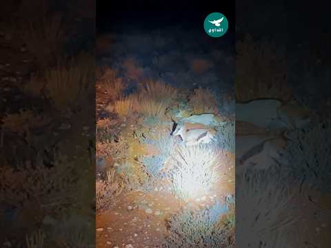 ما شاء الله 2 من الظباء في رمية واحدة