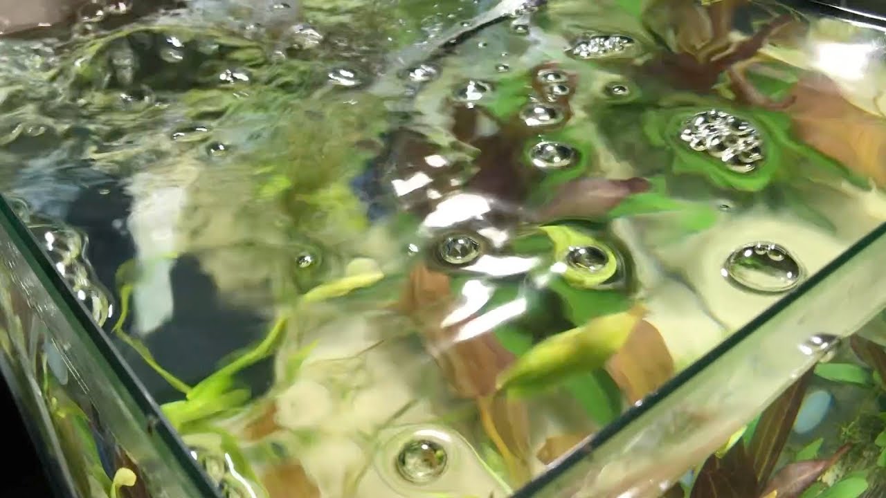 Nov PlantPak: Cleaning and Storing Plants