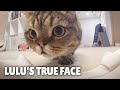LuLu’s Hidden Second Nature! | Kittisaurus