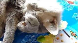 Котик выпрашивает