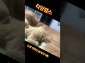 골든 리트리버 휴식시간 타임랩스 눈썹 백만번 움직이기 다 지켜보고있는 반려견 #휴식 #골든리트리버 #반려견