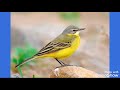صوت طائر الذعرة الأصفر Western Yellow Wagtail صوت طائر الذعرة الأصفر Western Yellow Wagtail