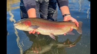 Celebrity 2025 Trout Stocking Schedules Now Available! (B-Roll) Net Worth
