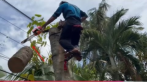 Cưa Cây Dừa Trên Cao Hạ Từ Lóng Xuống 