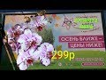 ШИКАРНЫЕ СортОвые ОРХИДЕИ🌸 в Планета ЛЕТА/Биг Липы, пилорики, мини орхидеи