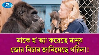 মানুষের সাথে যোগাযোগ করতে পারা প্রথম গরিলা! | Koko the Gorilla | বিশেষ প্রতিবেদন | Special Reports