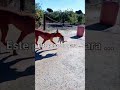 Este perro no para#short