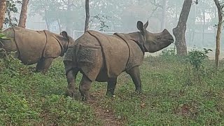 Walking behind wild Rhinos In Nepal | Nepal jungle safari| Rhino in Chitwan National Park