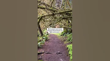Welcome To The Lesser Known Quinault Rainforest Located In Olympic National Park This Rainforest 