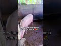Please subscribe #pig #pigfeed #minivlog #animals #birds #shortvideo #pets #shortvideo #animals
