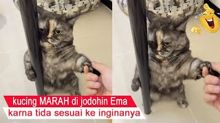Cats can get ANGRY and don't accept being matched by their master/compilation of funny cats/#CT by Cat Tara 5,927 views 2 weeks ago 8 minutes, 15 seconds