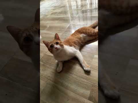 #dog có mà sao mimi buồn vậy #pets #yeulu #cat