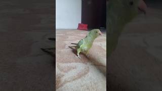 #mitthu #parrot