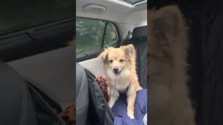 I Enjoy The Drive With My Parents