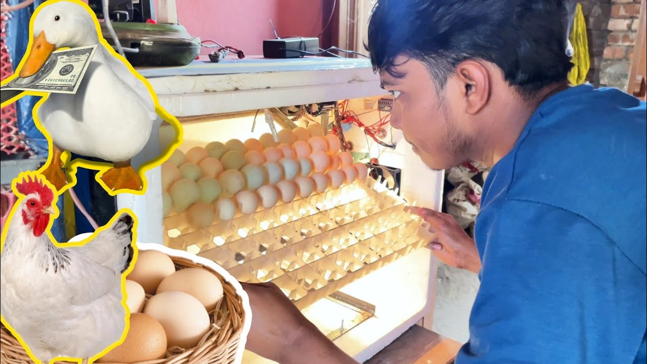 হাস এবং মুরগীর ডিম কি একসাথে ইনকিউবেটর দিয়ে ফোটাতে পারবো  | Sojib Agro farm 